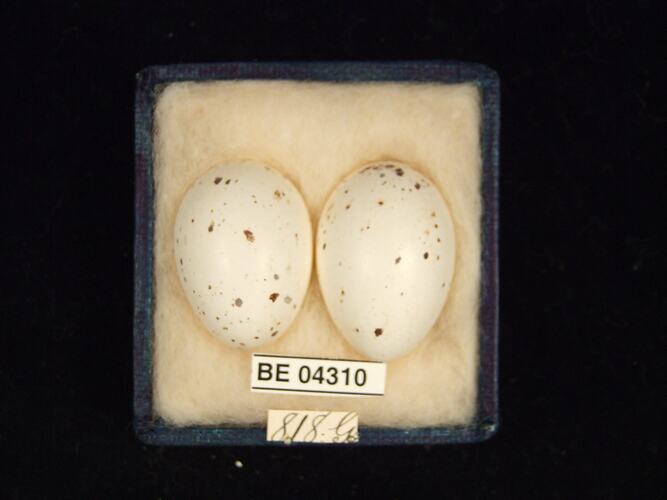 Two bird eggs in box with specimen labels.
