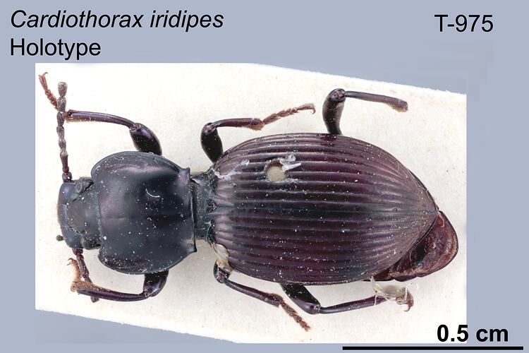 Beetle specimen, dorsal view.