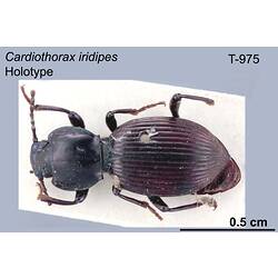 Beetle specimen, dorsal view.