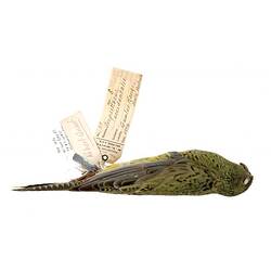 Dry bird skin specimen with labels.