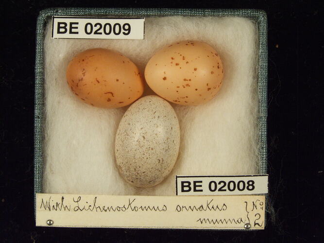 Three bird eggs with specimen labels in box.