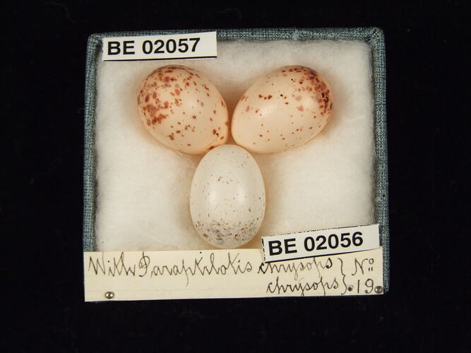 Three bird eggs with specimen labels in box.
