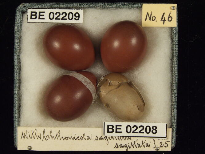 Four bird eggs with specimen labels in box.