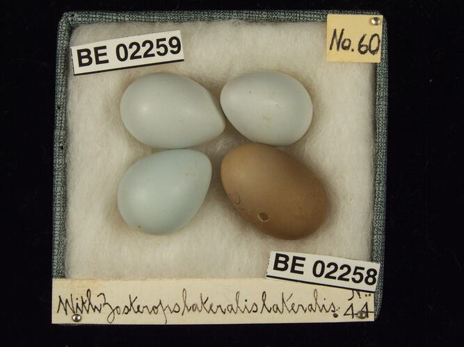 Four bird eggs with specimen labels in box.