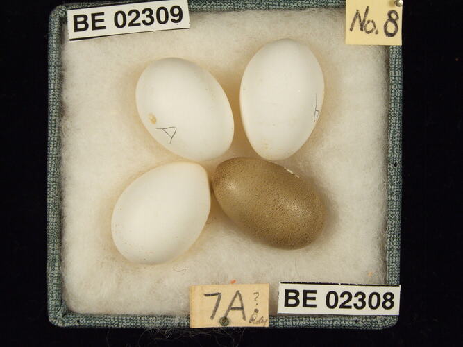 Four bird eggs with specimen labels in box.