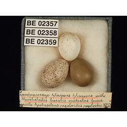<em>Acanthiza reguloides reguloides</em>