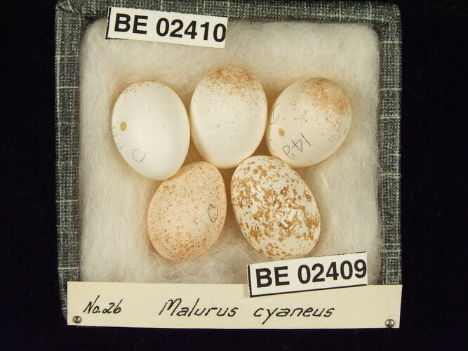 Five bird eggs with specimen labels in box.