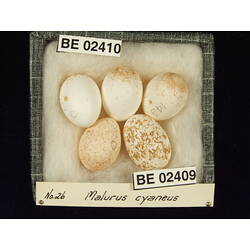 <em>Chrysococcyx basalis</em>