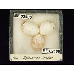<em>Chrysococcyx basalis</em>