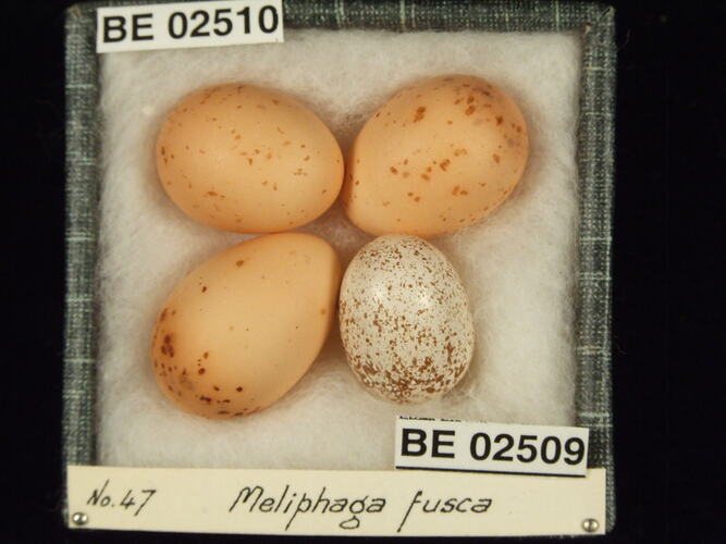 Four bird eggs with specimen labels in box.