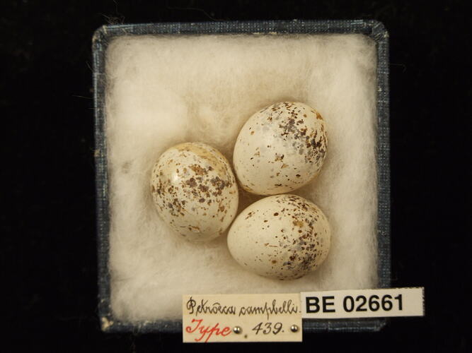Three bird eggs with specimen labels in box.
