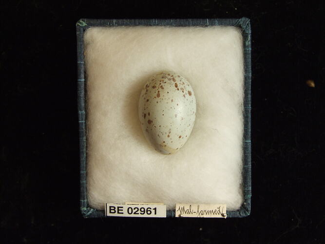 Bird egg with specimen label in box.