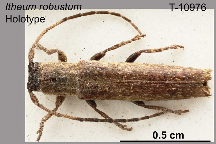 Beetle specimen, dorsal view.