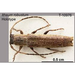 <em>Itheum robustum</em> Oke