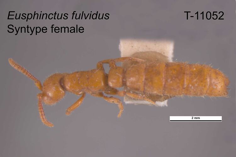 Ant specimen, female, dorsal view.