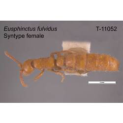 Ant specimen, female, dorsal view.