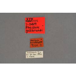 Entomology type specimen labels.