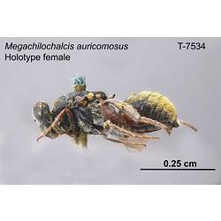 Wasp specimen, female, lateral view.