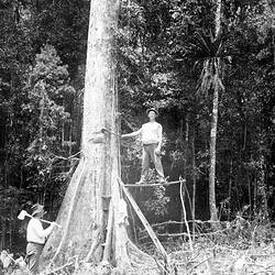 Glass Negative - Felling a Tree, by A.J. Campbell, Queensland, circa 1900
