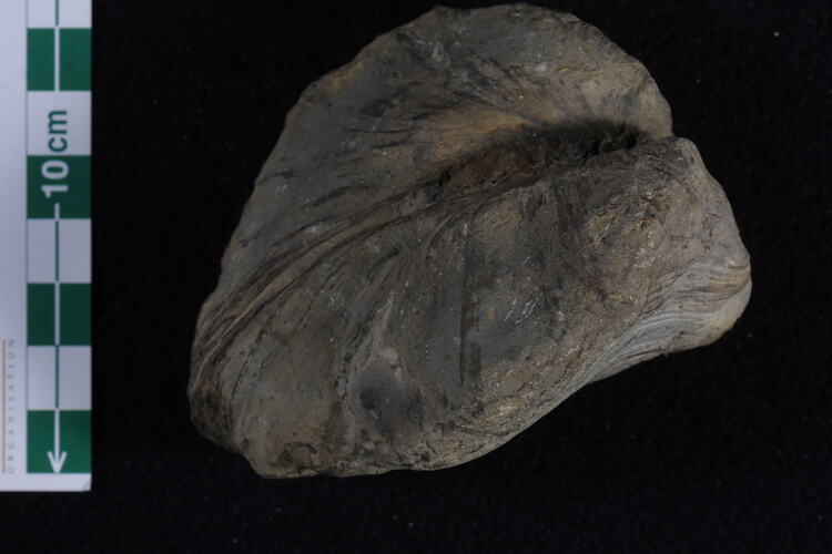 Fossil bivalve specimen beside scale bar.