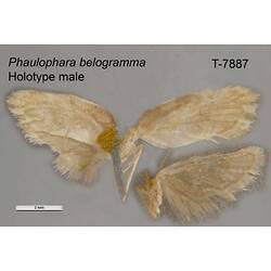 Moth specimen, male, ventral view.