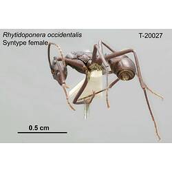 Ant specimen, female, lateral view.