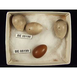 <em>Pomatostomus superciliosus superciliosus</em>