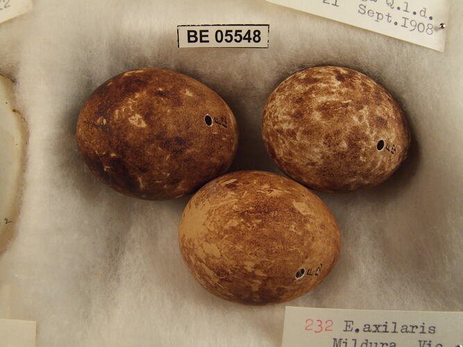 Close up of three bird egg and specimen labels.