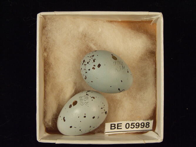 Two bird eggs with specimen label in box.