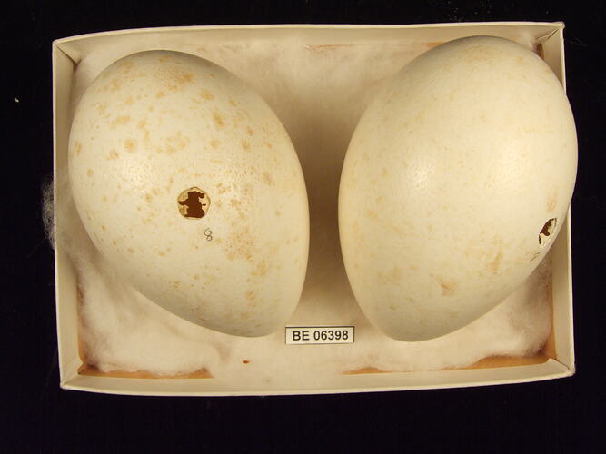 Two bird eggs with specimen label in box.