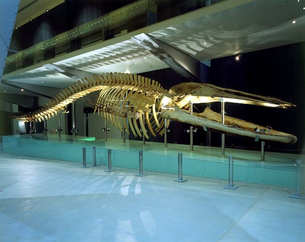 Blue Whale skeleton on display in museum gallery.