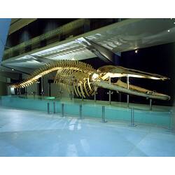 Articulated skeleton of a Blue Whale, <em>Balaenoptera musculus</em>
