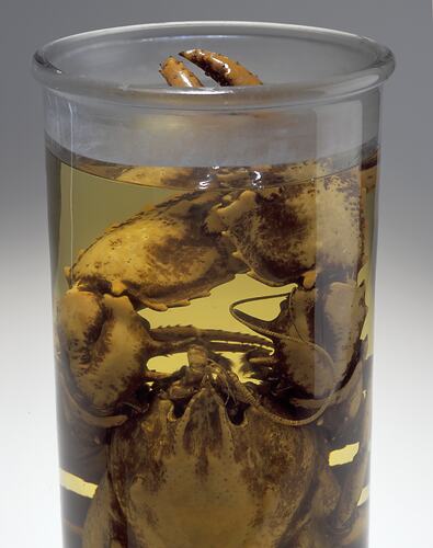 Detail of Crayfish specimen in glass jar of ethanol.