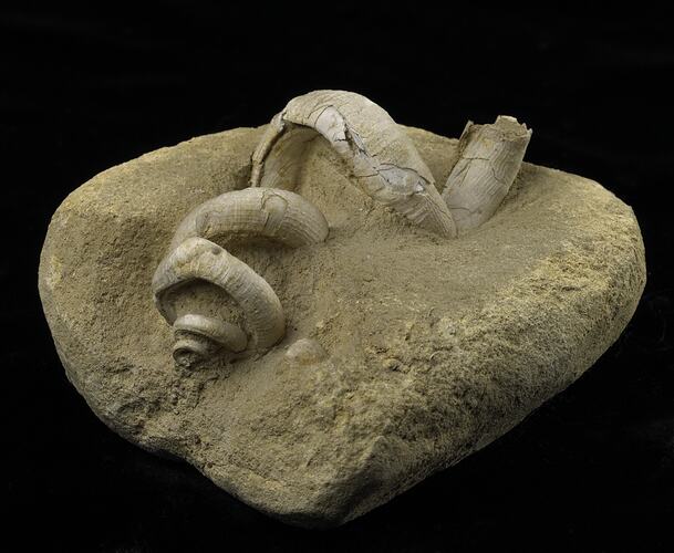 Uncoiled snail fossil partially embedded in sandstone.