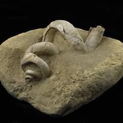 Uncoiled snail fossil partially embedded in sandstone.