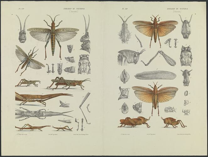 Coloured images of locusts and their bodyparts.