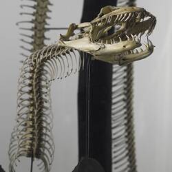 Closeup of skull of mounted python skeleton.