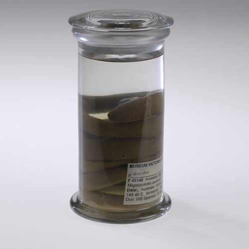 Giant Gippsland Earthworm in jar of ethanol.