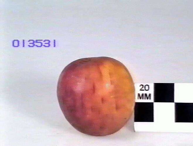 Apple Model - Mother, Hawthorn, Victoria, 1875