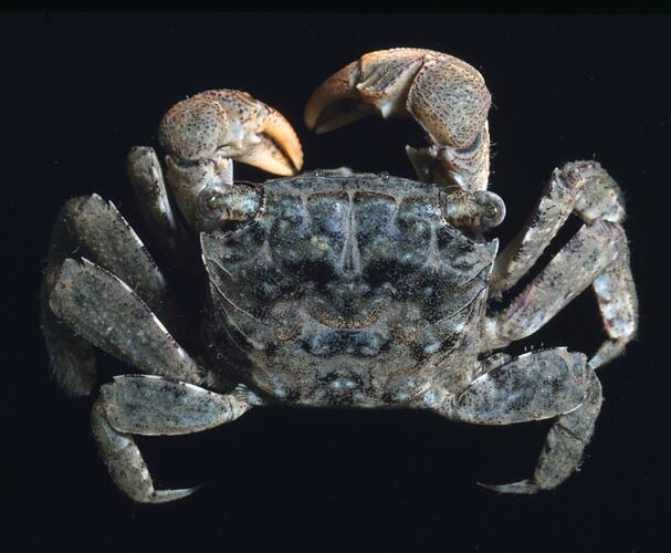 Dorsal view of live crab.