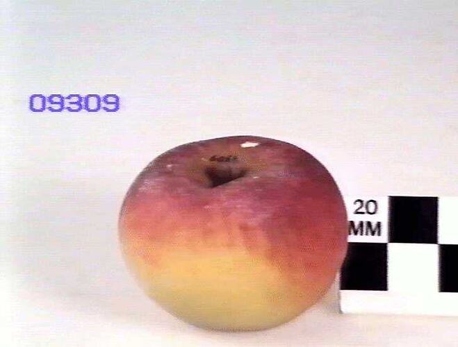 Apple Model, Constantine