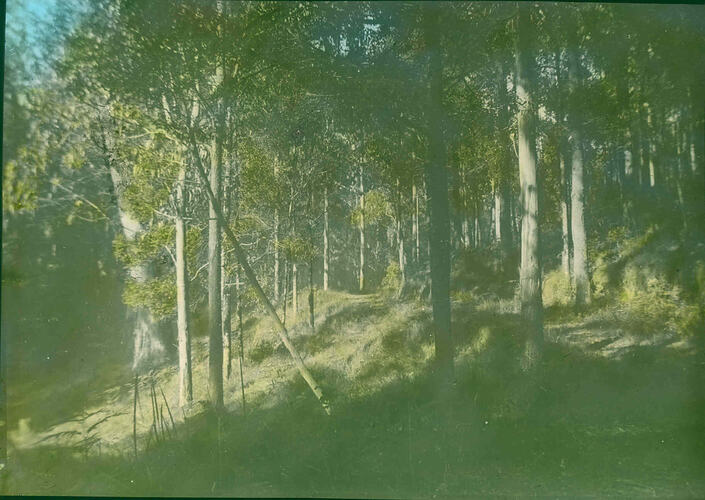 Lantern Slide Blackwood Trees, Kallista, Victoria, 1936