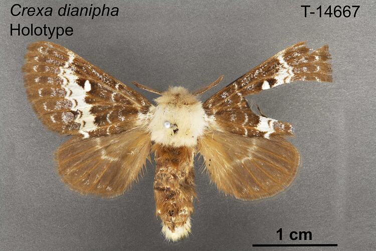Moth specimen, dorsal view.