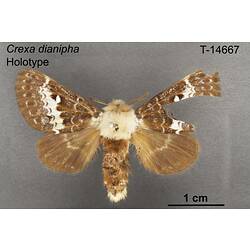 Moth specimen, dorsal view.