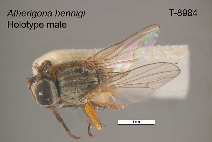 Fly specimen, male, dorsal view.