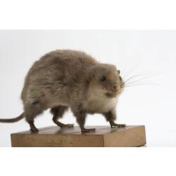 Taxidermied mouse specimen.