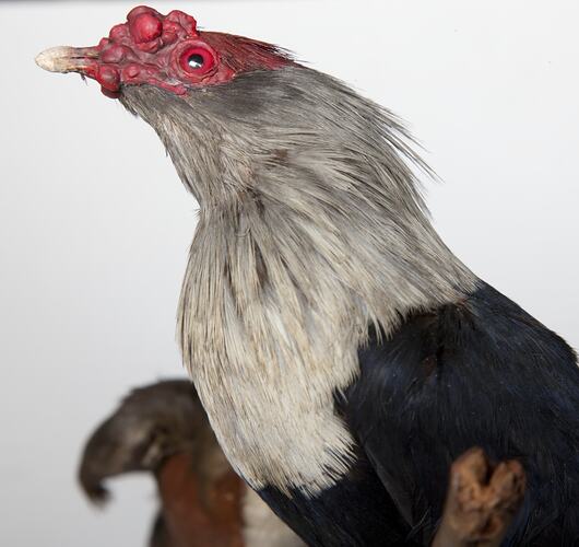 <em>Alectroenas pulcherrima</em>, Seychelles Blue-Pigeon, mount.  John Gould Collection.  Registration no. 25809.