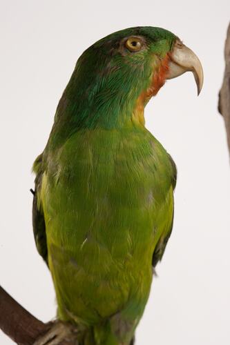 <em>Charmosyna rubrigularis</em>, Red-chinned Lorikeet, mount.  Registration no. 57592.