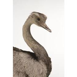 <em>Rhea americana</em>