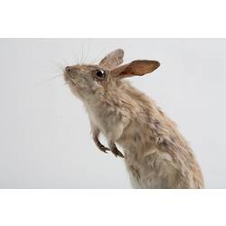 <em>Jaculus jaculus</em>, Less Egyptian Jerboa, mount.  Registration no. C 30066.
